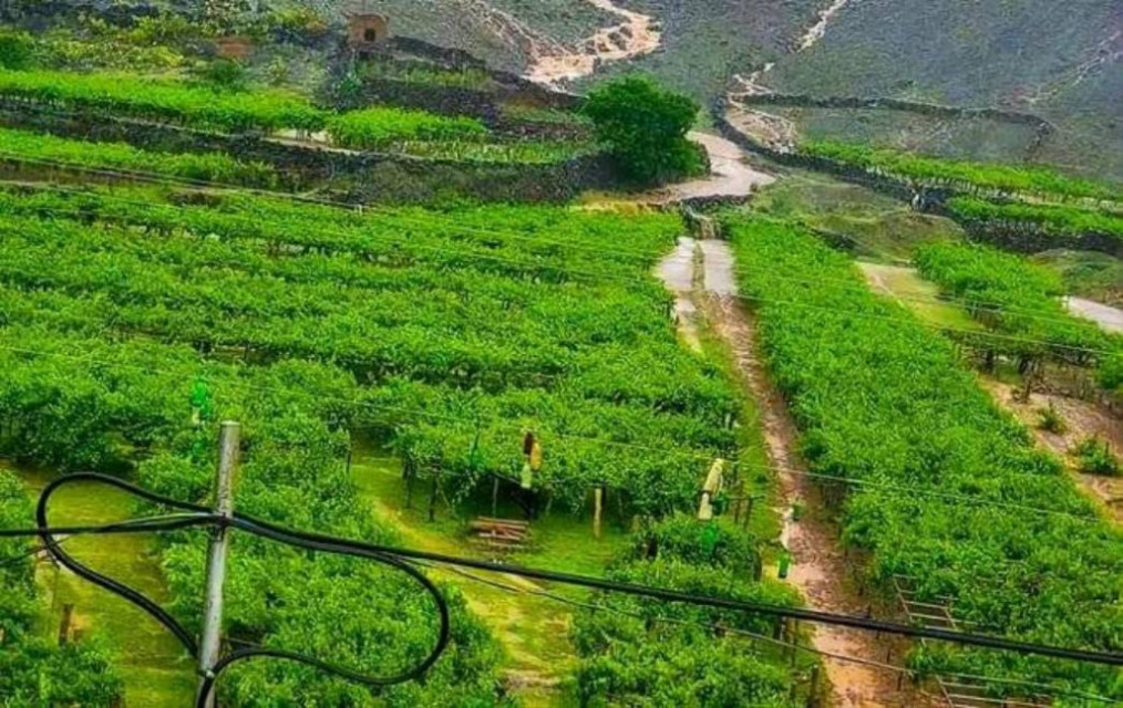 مزارع العنب في خولان (فيسبوك)