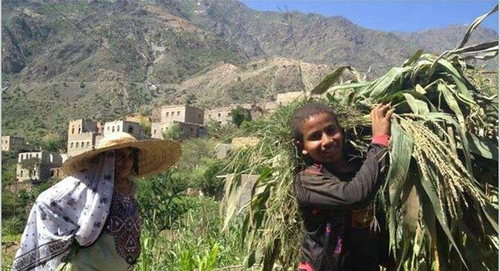 المهاجل اليمنية: فن جماعي لا يقبل التخصيص الجندري